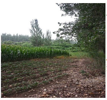 3̖  ɽǧɽ^(q)ꖚ(zhn)O´弯wʹÙ(qun)2̎